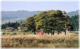 画像:熊野神社のケヤキ(遠景)