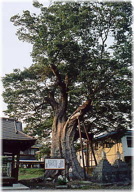 画像:十日市場の大ケヤキ