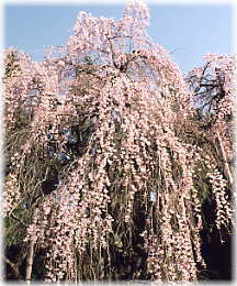 画像:坪井の枝垂れ桜_3