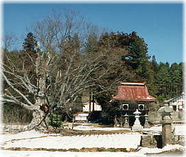画像：つきの木と安養寺山門