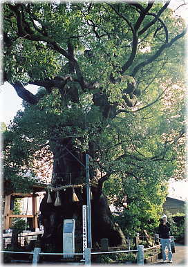 画像:妻田のクスノキ(幹と並ぶ)