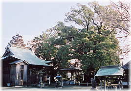 画像:妻田のクスノキ(全景)