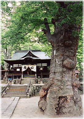 画像：妻科神社「千寿」ケヤキ