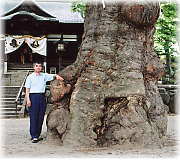画像：妻科神社「千寿」ケヤキ（幹と並ぶ）