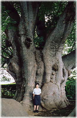 画像:鶴巻の大ケヤキ(幹と並ぶ)