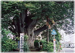 画像:鶴巻の大ケヤキ