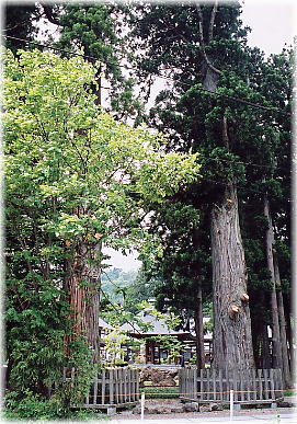 画像：長谷寺の老杉