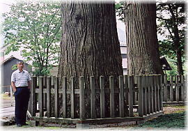 画像：長谷寺の老杉（幹と並ぶ）
