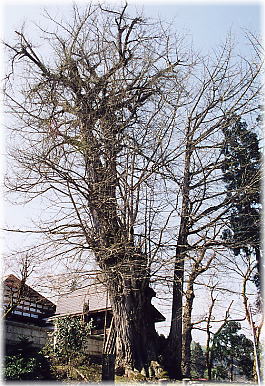画像:長命寺の大公孫樹(全景)