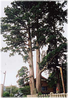 �摜�F�D�k���܂̃X�M