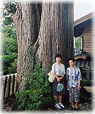 �摜�F�D�k���܂̃X�M�i���ƕ��ԁj