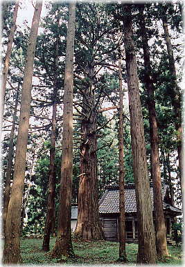 画像:宇都宮の大杉