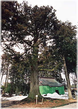 �摜�F����c���R�_�Ђ̑吙