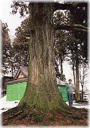 �摜�F����c���R�_�Ђ̑吙�i���ƕ��ԁj