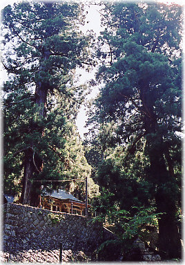 画像：八柱神社の神代杉