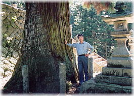 画像：八柱神社の神代杉（幹と並ぶ）