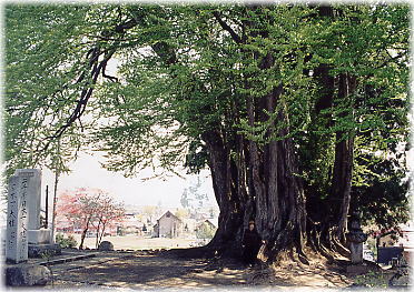 画像:薬照寺の大カツラ