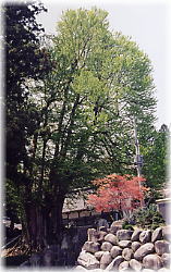 画像:薬照寺の大カツラ(全景)