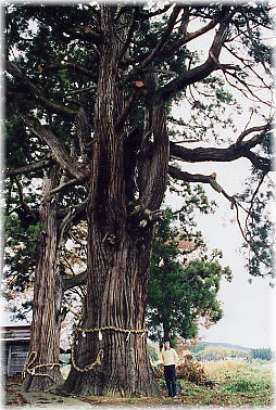画像：山田神社の大杉（幹と並ぶ／参道手前の杉）