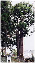 画像：山田神社の大杉（参道奥の杉）
