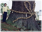 画像：山田神社の大杉（幹と並ぶ／参道奥の杉）
