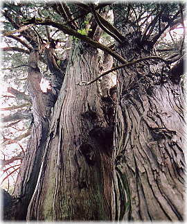 画像:山の神杉