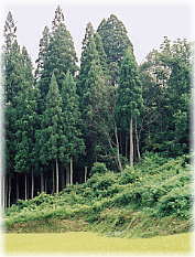 画像:山の神杉(遠望)