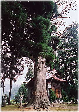 画像:山新田のスギ