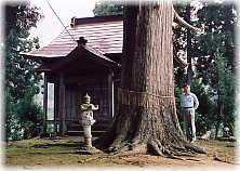 画像:山新田のスギ(幹と並ぶ)