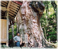 画像：御坂神社の日本杉（幹と並ぶ）