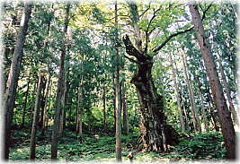 画像:柳新田の桂(全景)