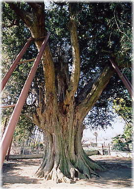 画像:横室の大カヤ