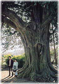 画像:横室の大カヤ(幹と並ぶ)