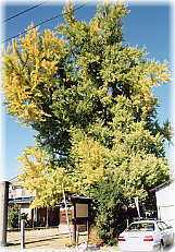 画像:吉田のイチョウ(全景)