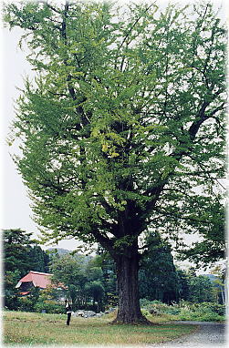 画像:善正寺のイチョウ(全景)