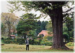 画像:善正寺のイチョウ(幹と並ぶ)